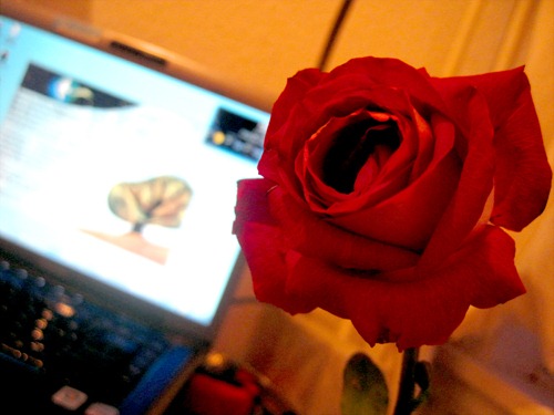 My beautiful rose